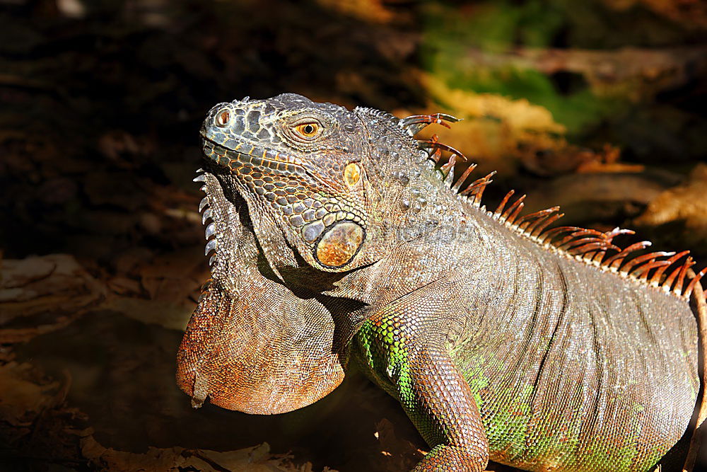 Image, Stock Photo Close up portrait of green iguana resting on rocks