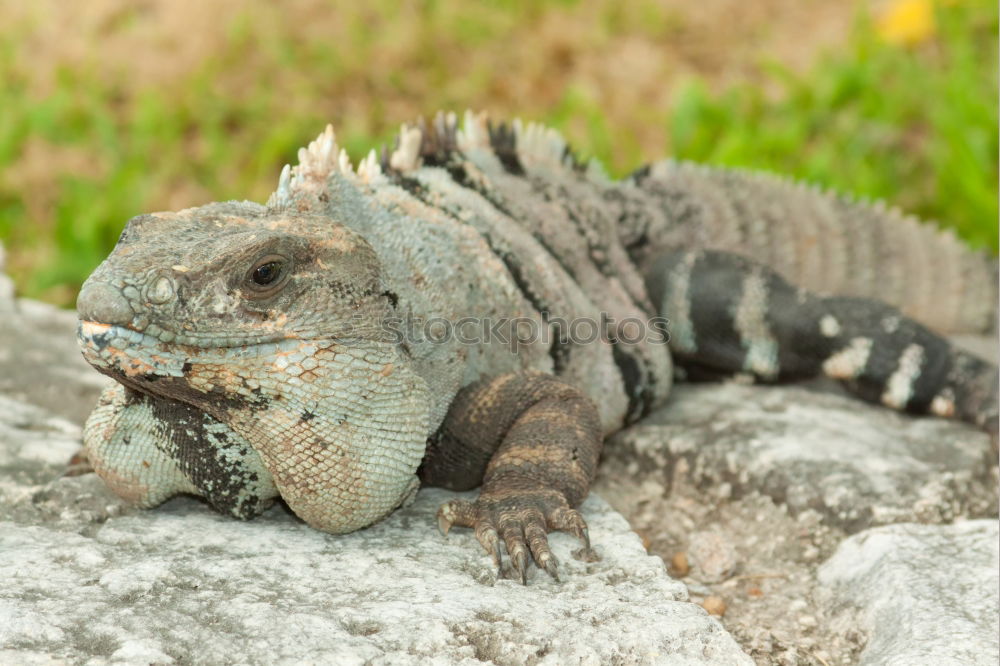 Similar – Image, Stock Photo Hidden Plant Leaf Animal