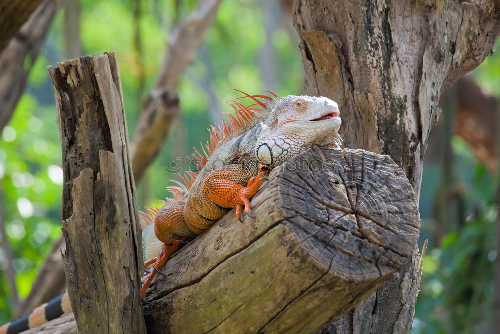 Similar – Image, Stock Photo iguana Vacation & Travel