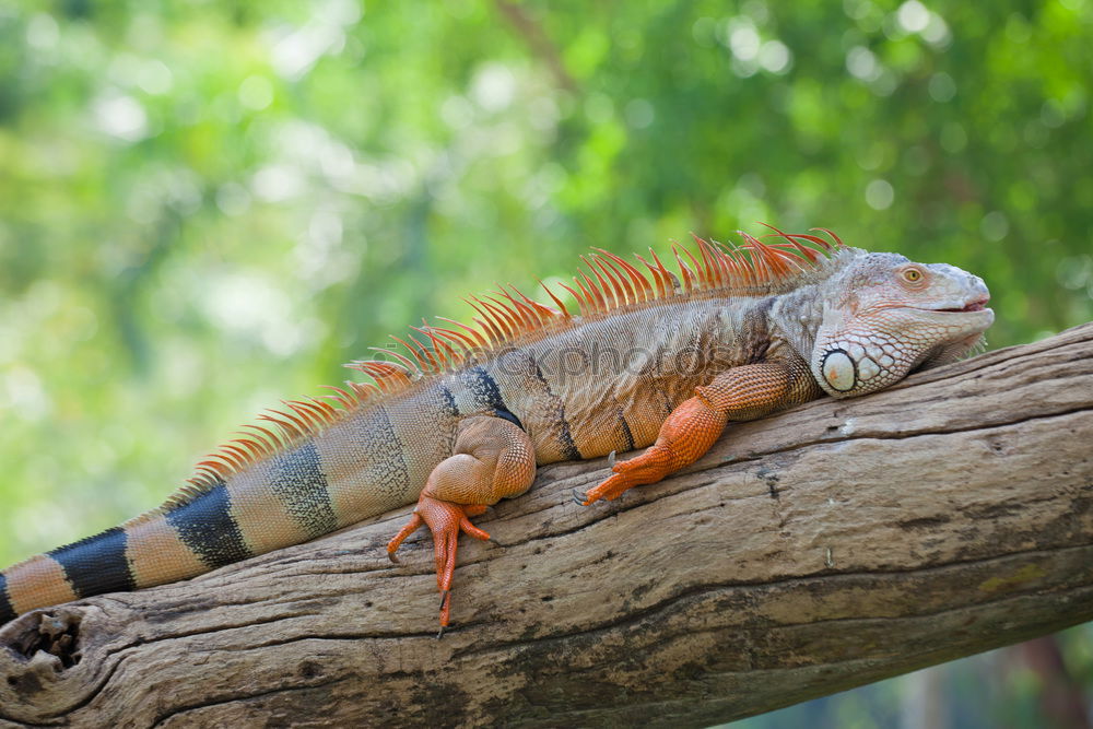 Similar – Image, Stock Photo iguana Vacation & Travel