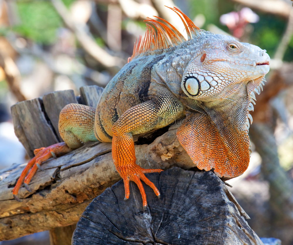 Similar – Image, Stock Photo iguana Vacation & Travel