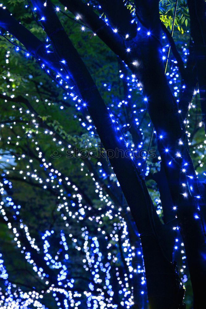 Image, Stock Photo lampions Tree Lampion