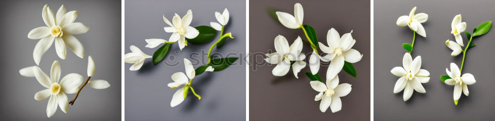 Similar – Image, Stock Photo white flower plant petals