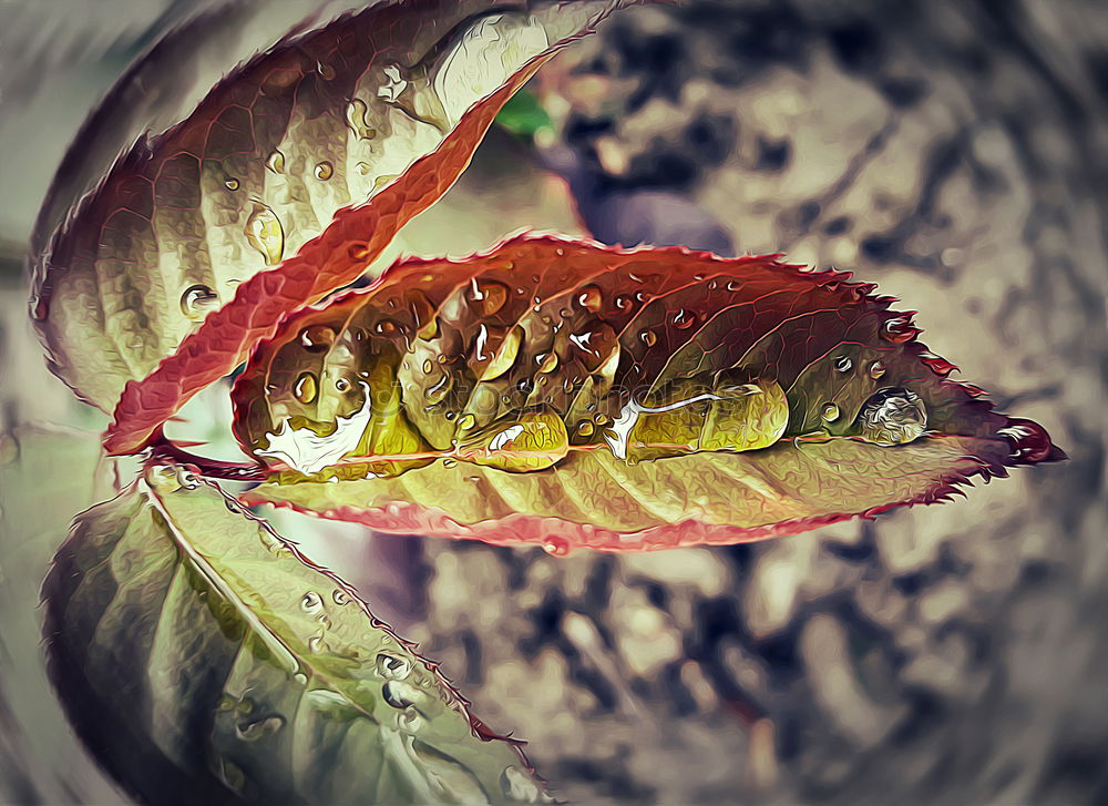 Similar – butterflies Butterfly