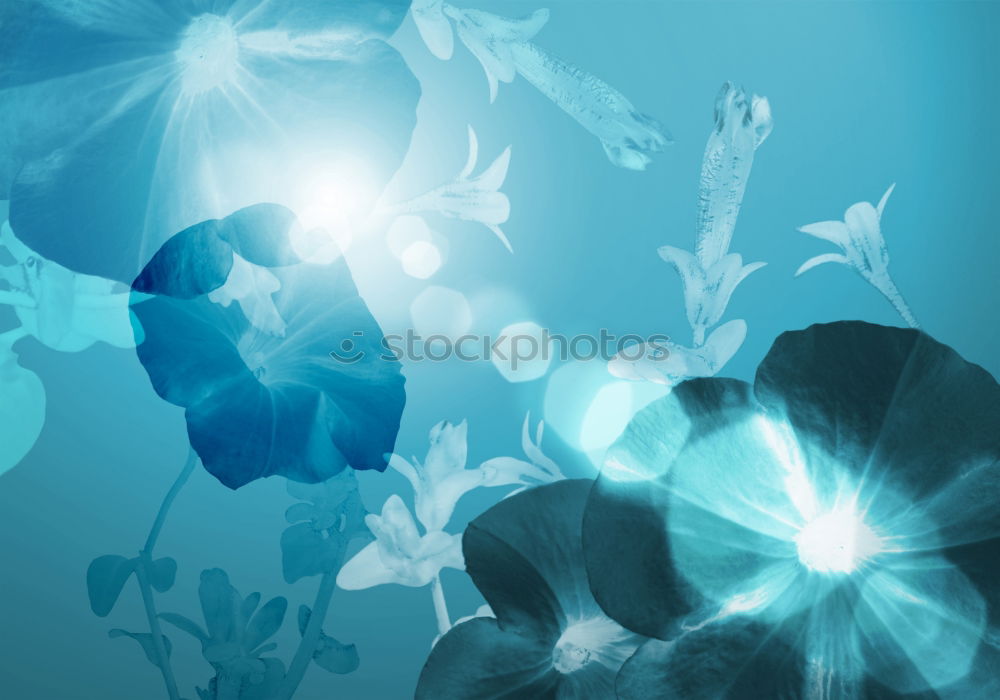 Similar – Image, Stock Photo floating flower Nature