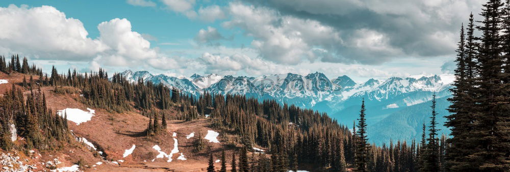 Similar – timberlines Landscape Tree