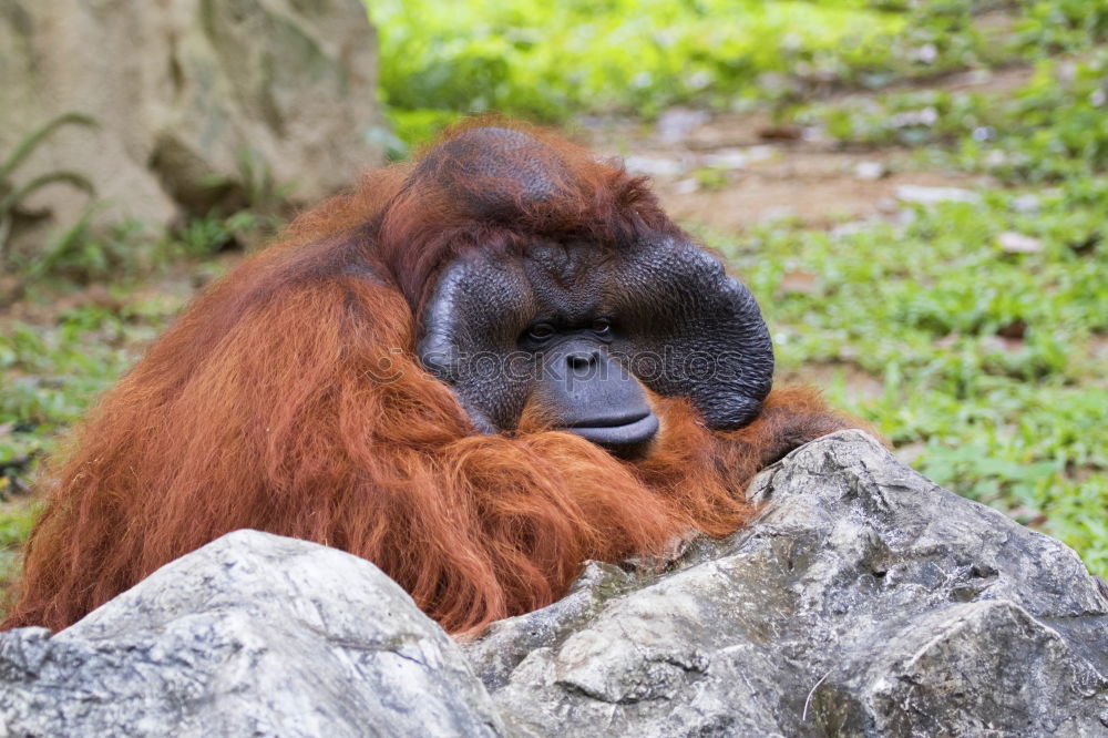 Similar – Image, Stock Photo Orang Utan in the rainforest