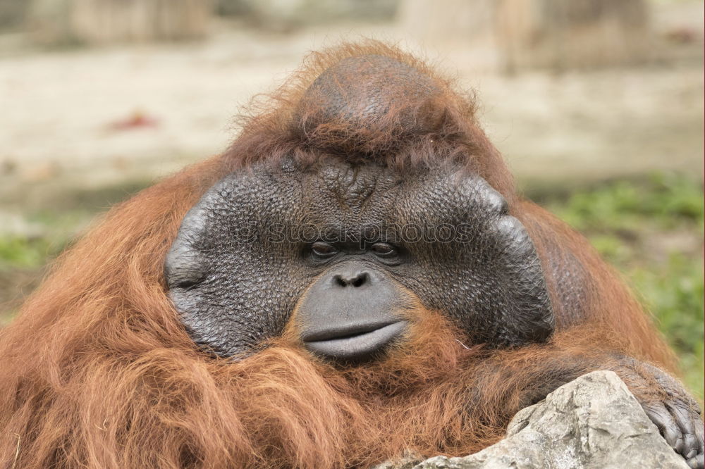 Similar – Image, Stock Photo World’s cutest baby orangutan snuggles with Mom in Borneo