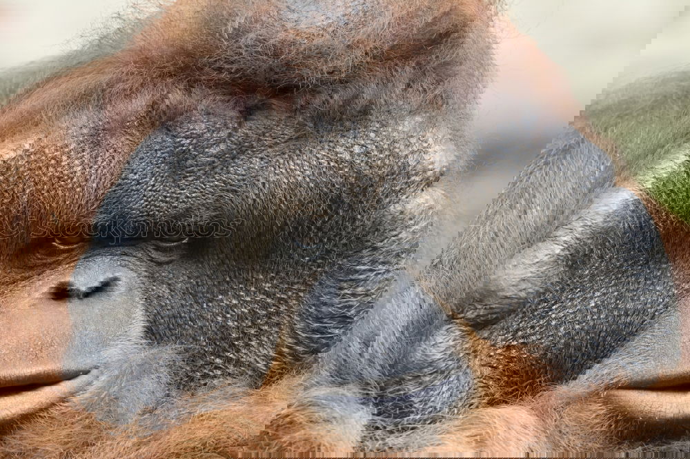 Similar – Image, Stock Photo Lost in thought
