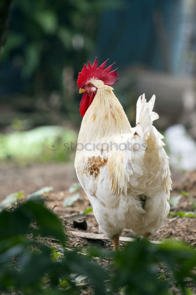 Similar – Image, Stock Photo Young cock on meadow