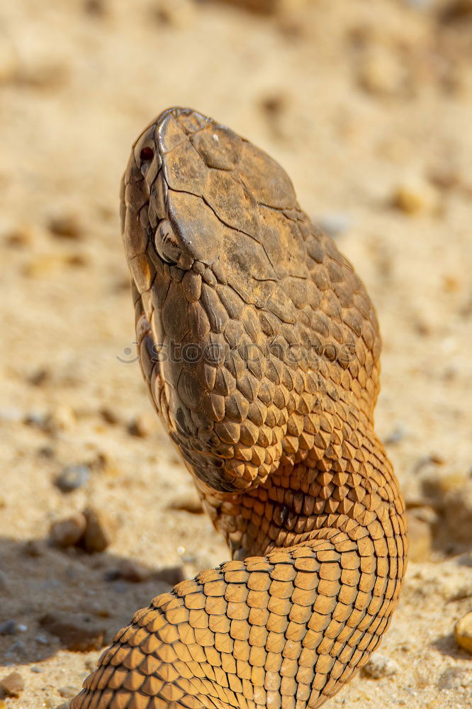 Similar – Image, Stock Photo in twos Toad migration