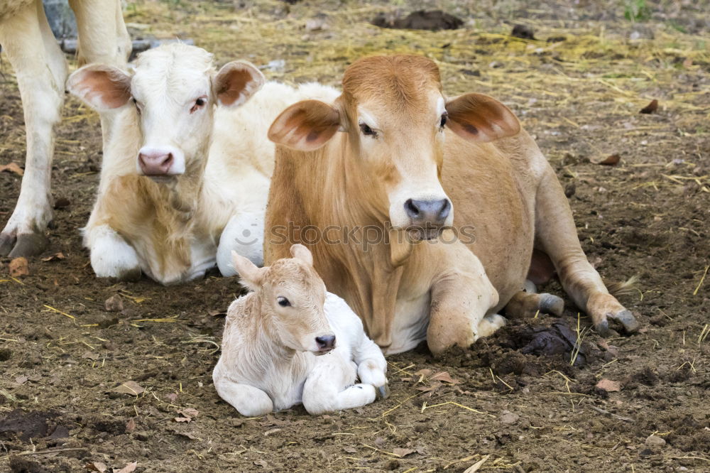 Similar – cow cuddles Mountain