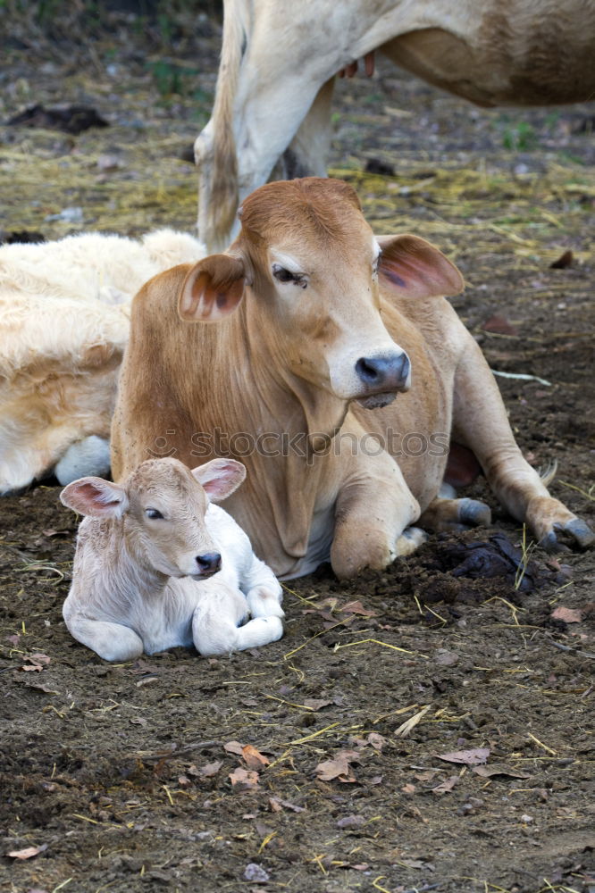 Similar – Image, Stock Photo With mum it is most beautiful