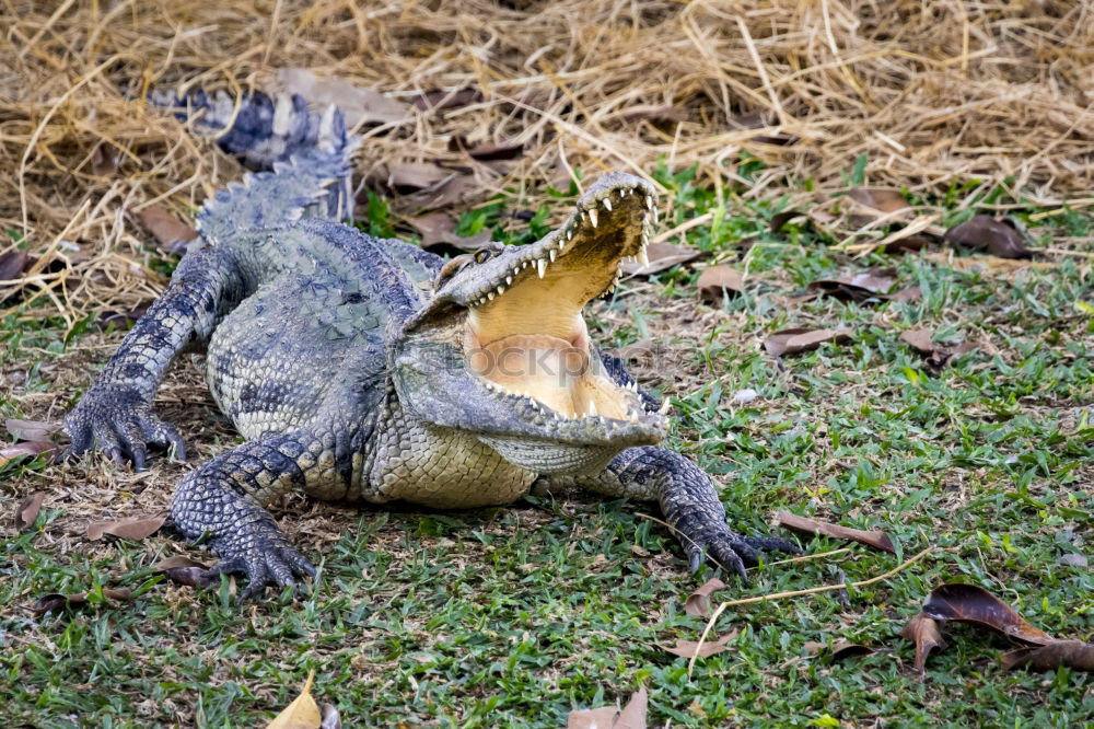 Similar – schnappi Mountain Zoo