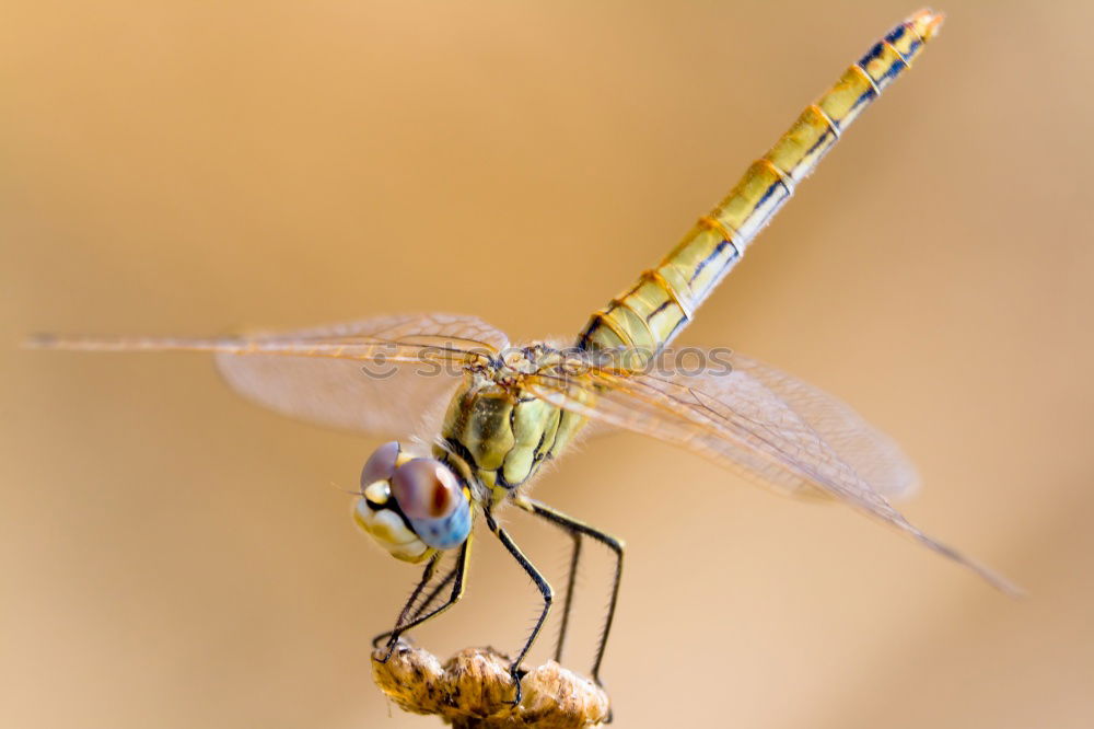 Similar – hatched pet Butterfly