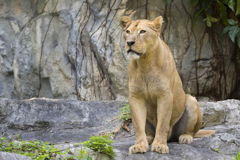 Similar – Image, Stock Photo In the view of the lioness