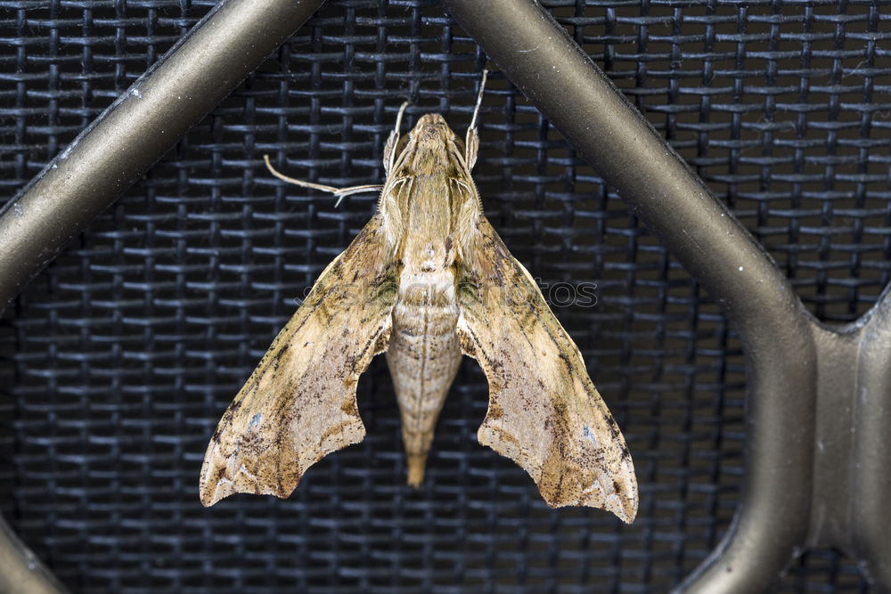 Similar – Image, Stock Photo Moth Wall (building)