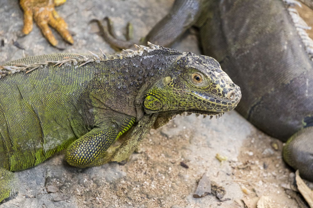 Similar – Image, Stock Photo Close up portrait of green iguana resting on rocks