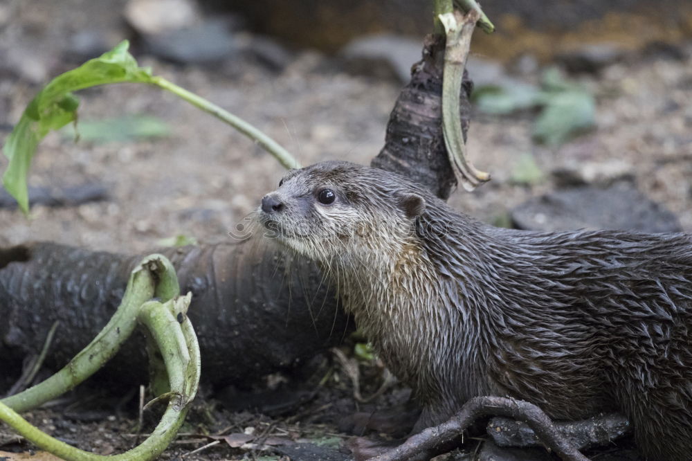 Similar – Image, Stock Photo Nutria in water Nature