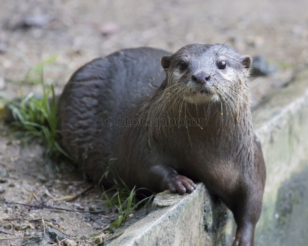 Similar – Auf dem Laufsteg Otter