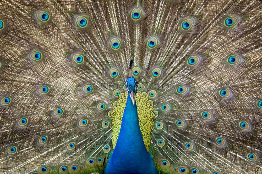 Similar – Image, Stock Photo Peacock, turning a wheel