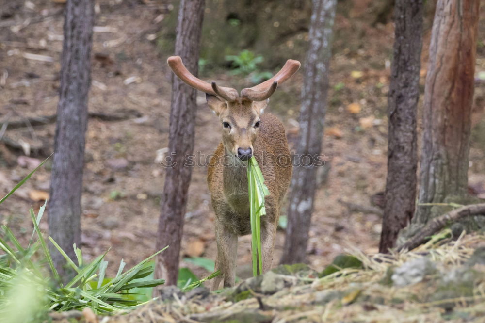 Similar – Image, Stock Photo Deer in forest Forest