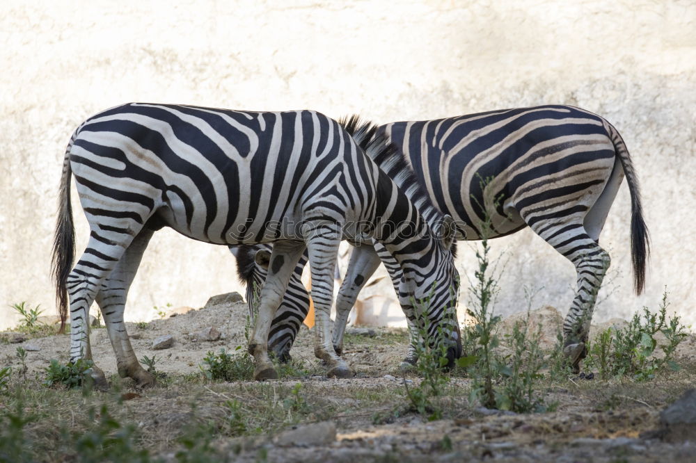 Similar – Foto Bild Knackarsch Afrika Namibia