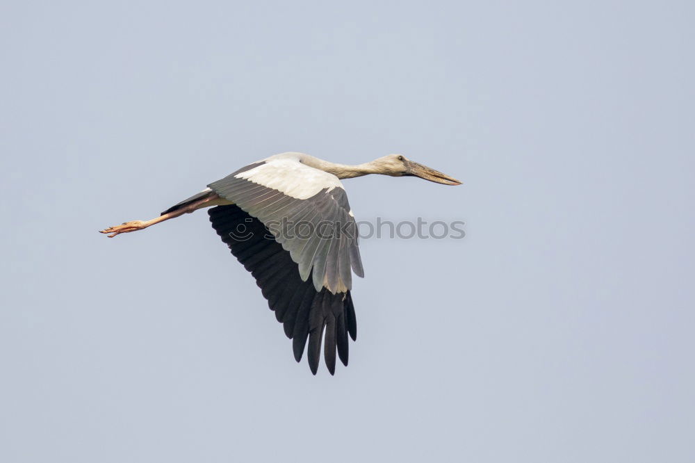 Similar – Image, Stock Photo grey heron Animal
