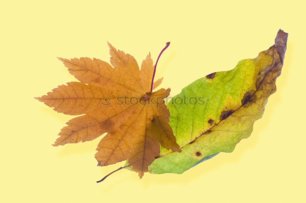 Similar – Yellow leaf on orange-brown-yellow fabric