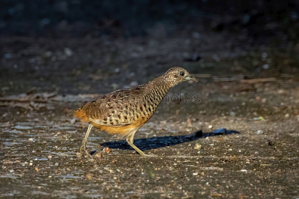 Similar – Image, Stock Photo pheasant hen Agriculture