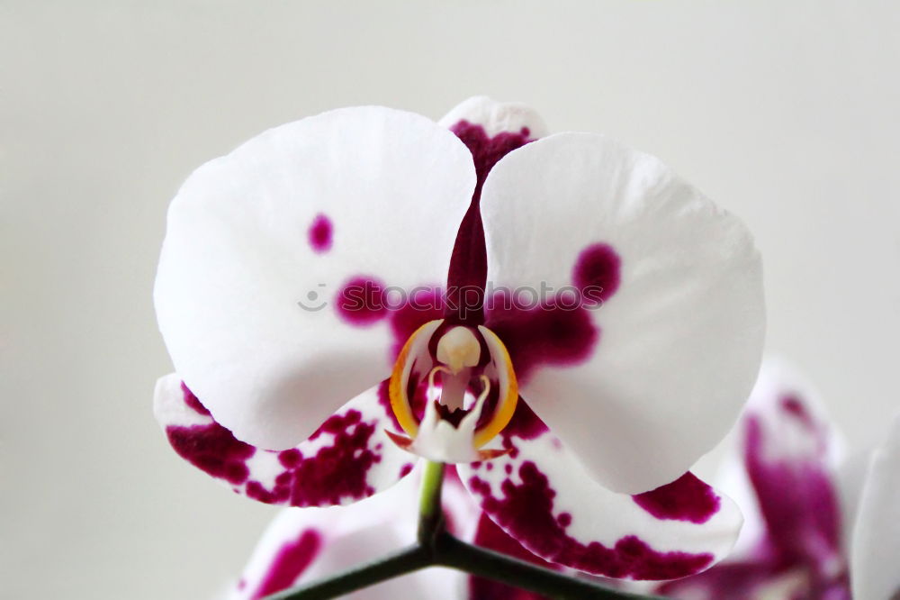 Similar – Orchidee Pflanze Blume