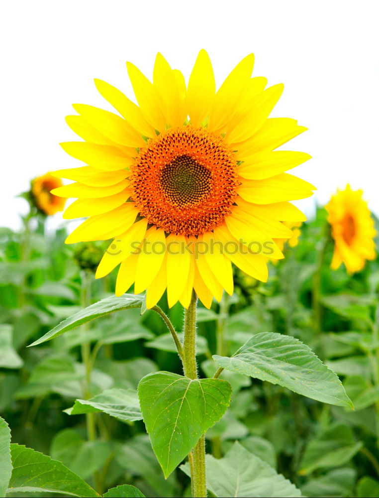 Similar – sunflower Beautiful Summer