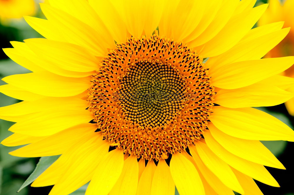 Similar – sunflower Beautiful Summer