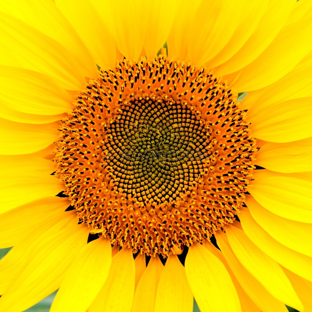 Similar – Image, Stock Photo sunflower Summer