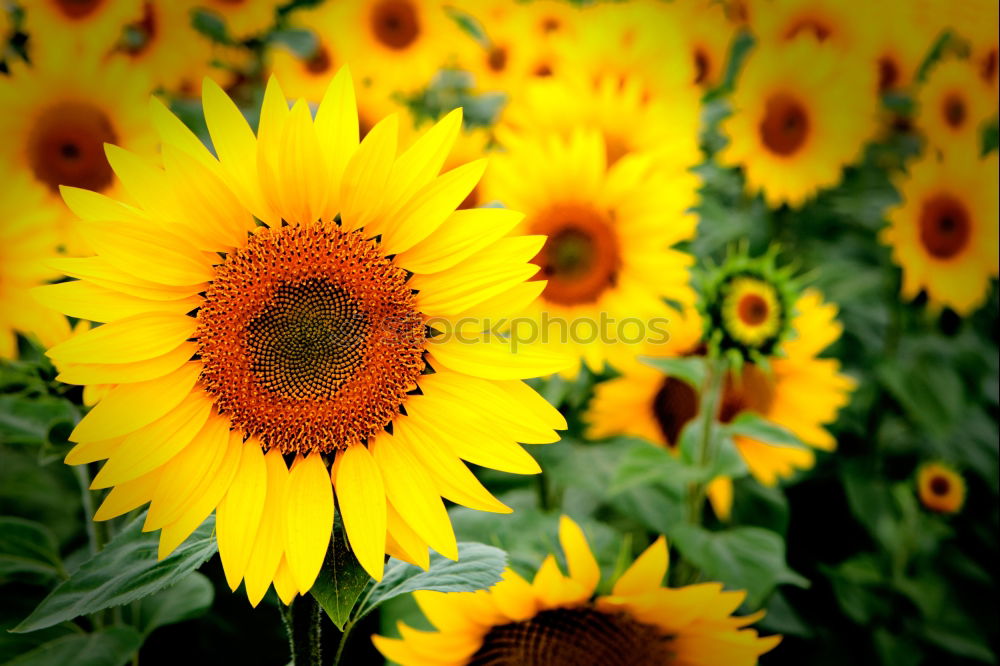 Similar – Sonnenblumen Blume Pflanze