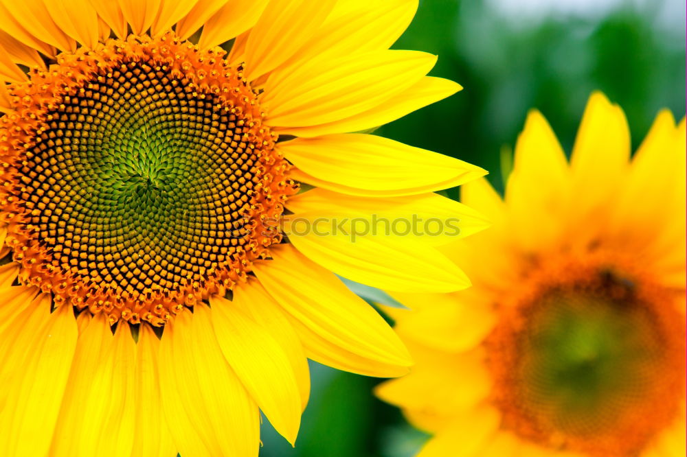 Similar – Image, Stock Photo sunflower Summer