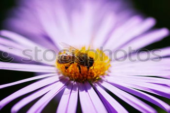 Garden crocus, bumblebee, crocus, crocus, vernus,