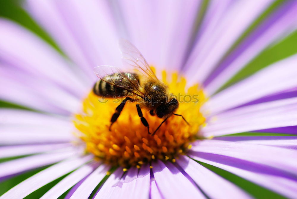 Similar – Bumblebee Collects Nectar On Top Of Purple Flower