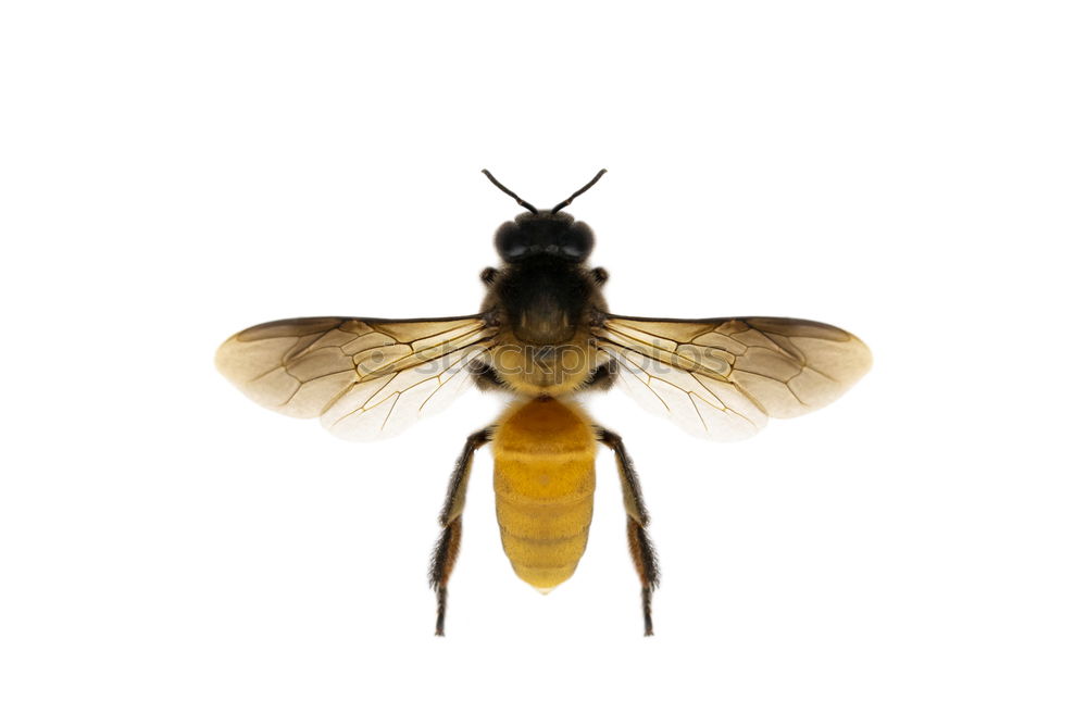 Similar – hornet Hornet Animal