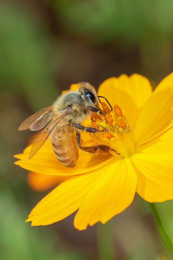 Similar – Erdbiene ( Andrena florea ) 05