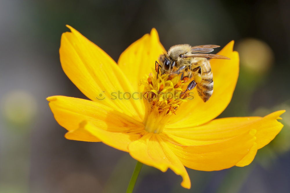 Similar – Flower & Bee Animal Insect