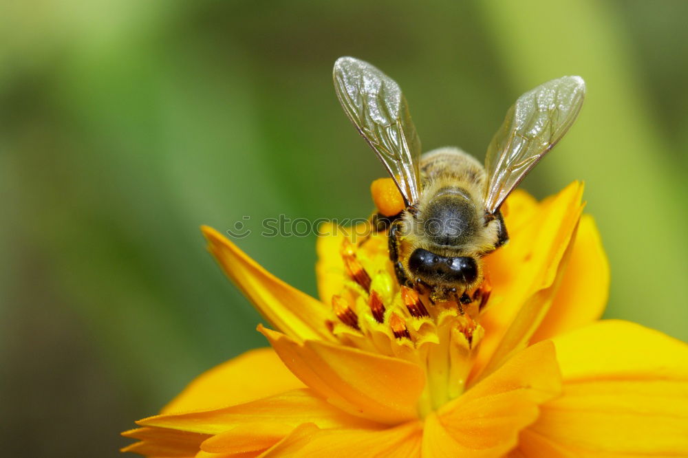 Similar – schaut ins Land : Windenschwärmer_05 (Agrius convolvuli)