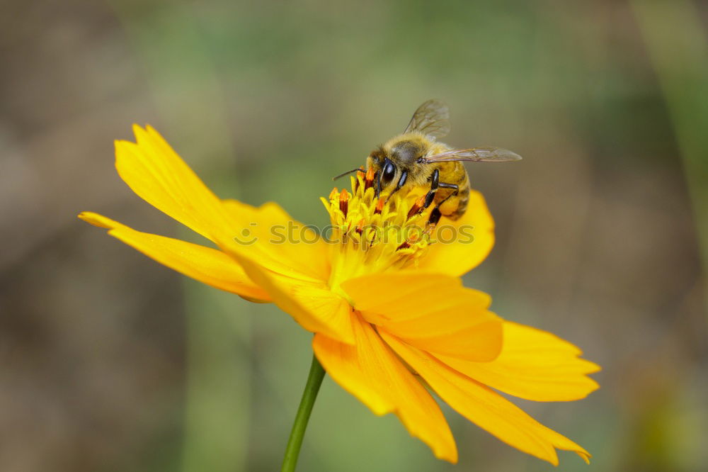 Similar – Image, Stock Photo Myiatropa florea Bee