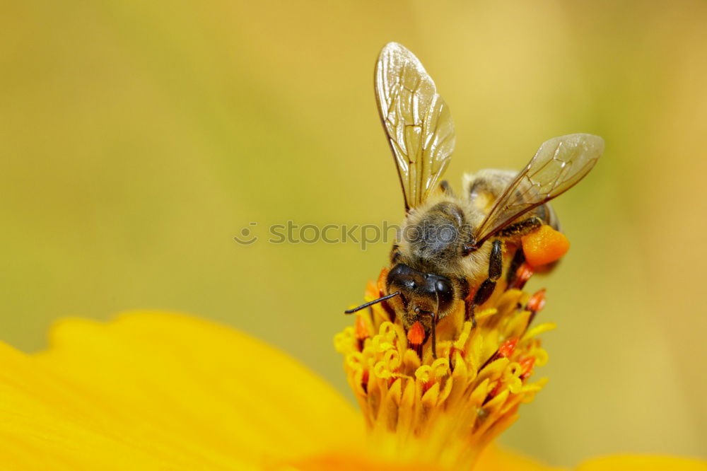 Similar – Clap your hands Wasps