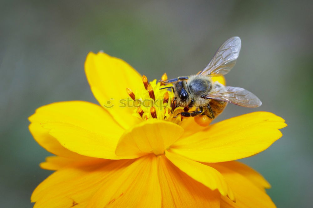 Similar – Image, Stock Photo black on yellow? bee!