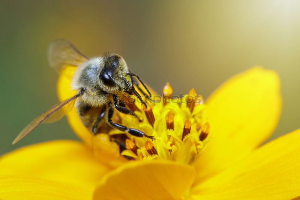 Similar – Earth bee ( Andrena florea ) 04