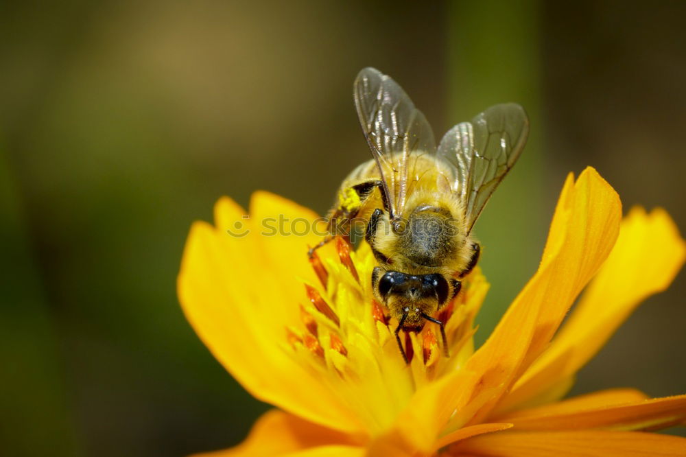 Similar – Image, Stock Photo black on yellow? bee!