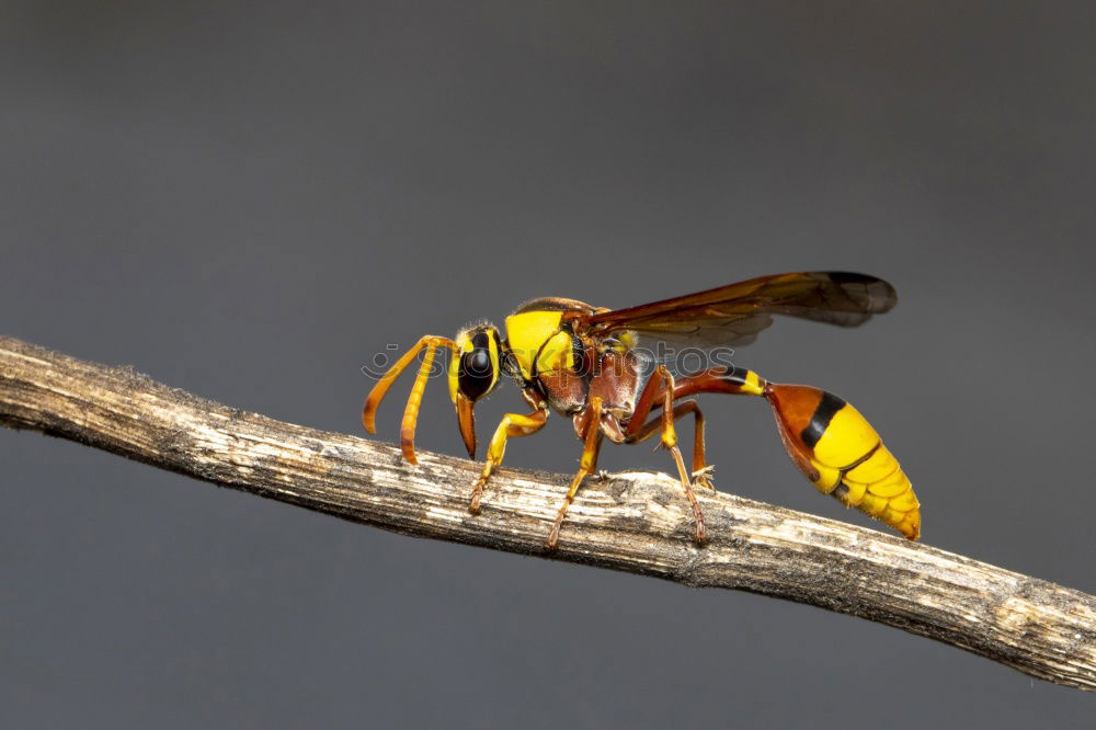 Similar – Congo rose beetle Animal