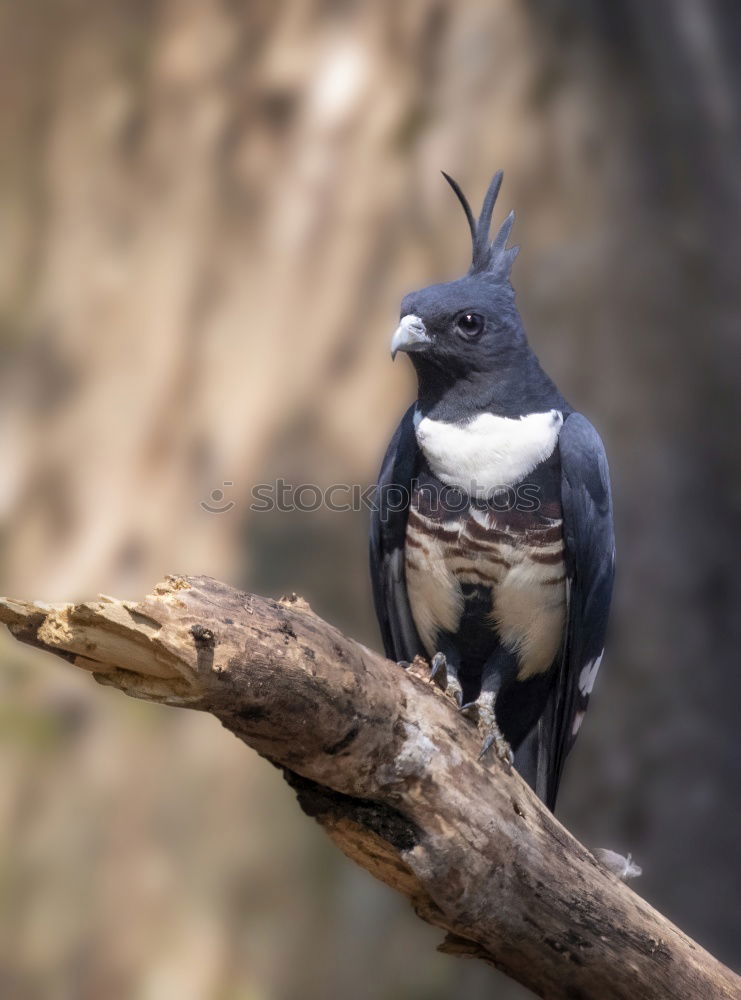 Similar – elster Elster Vogel