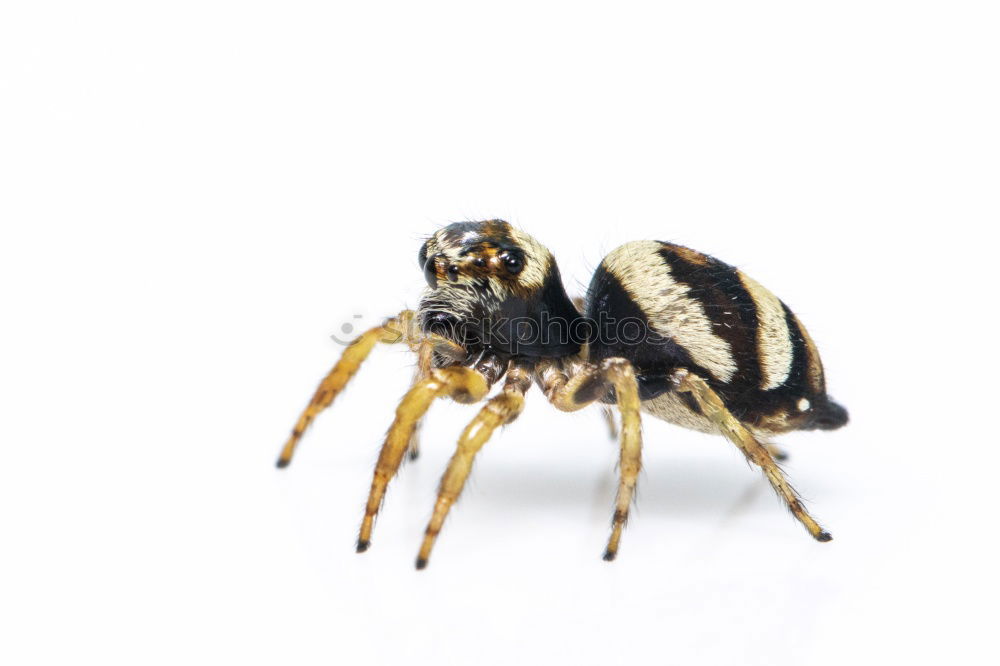 Similar – Image, Stock Photo pepper cricket Insect